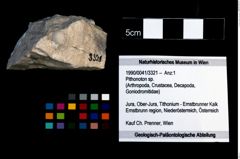 Foto (Objekt + Etikett) von Pithonoton sp.  (NHMW-GEO-1990-0041-3321)